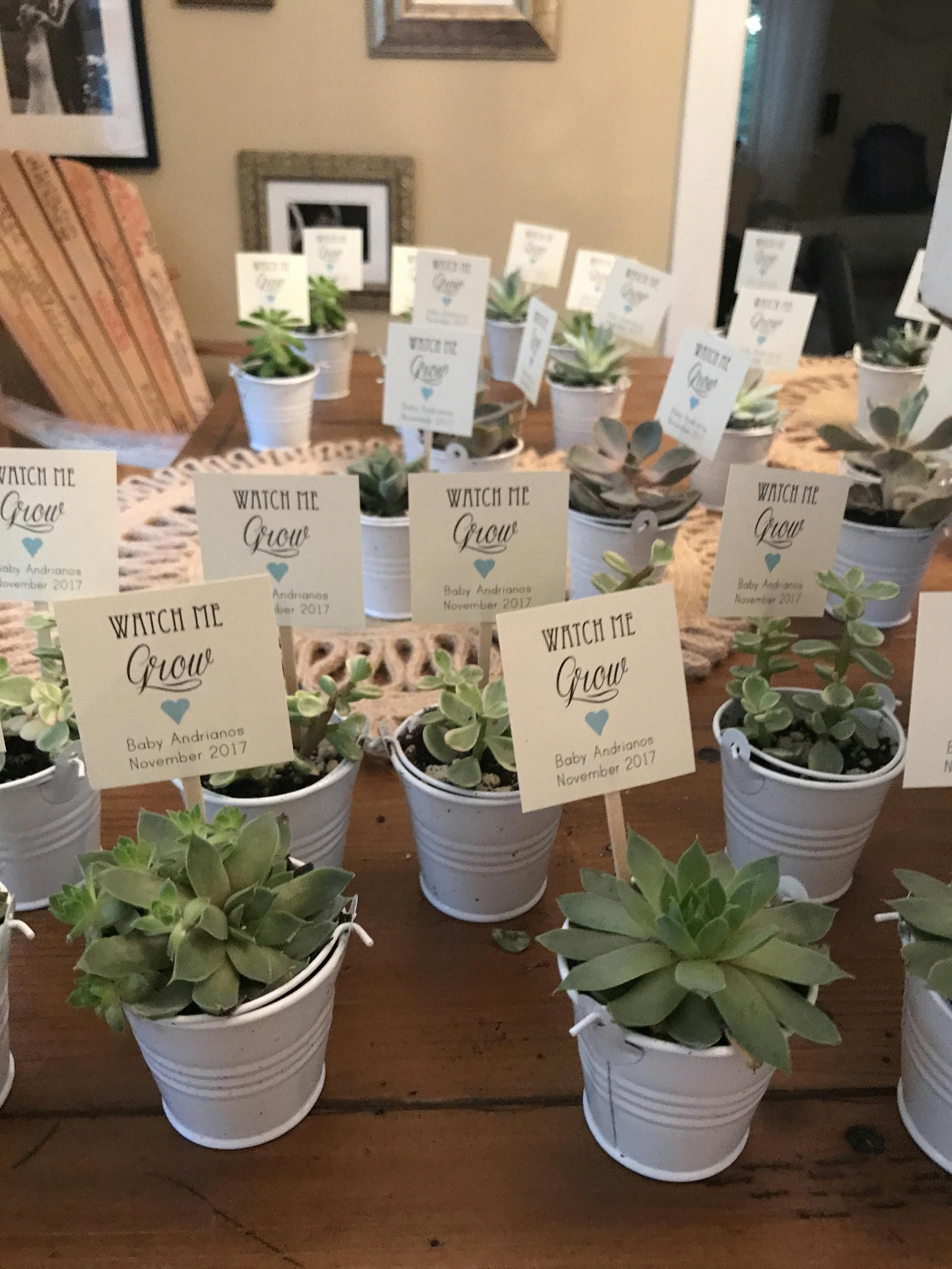 2" Wedding Succulents Succulents for Sale Bulk Succulent Wedding Favors